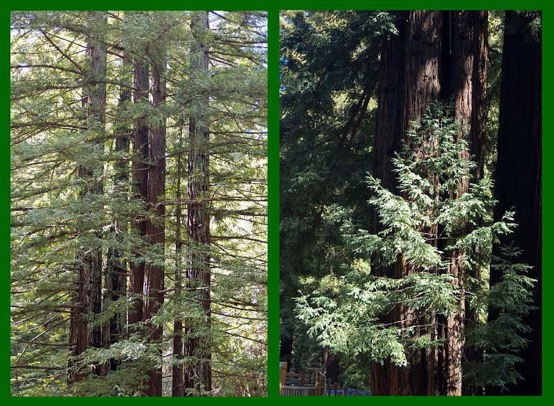 Redwoods 2.jpg - Redwood trees seen just outside the Dining Hall.